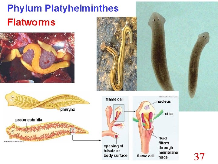 Phylum Platyhelminthes Flatworms 37 