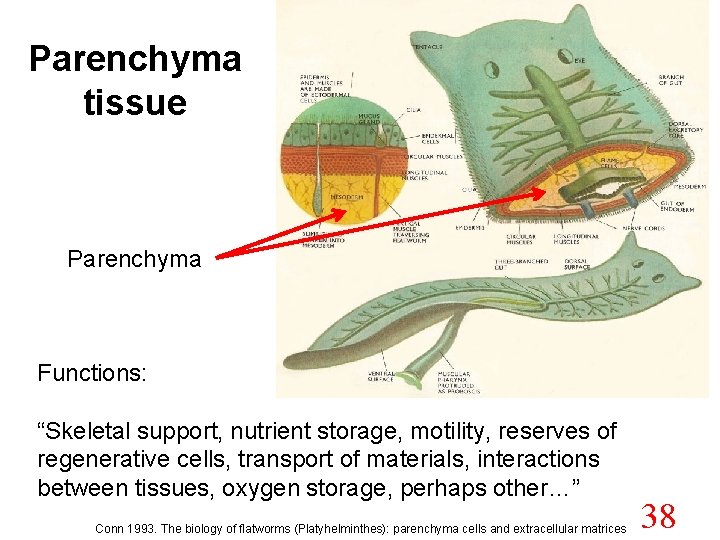 Parenchyma tissue Parenchyma Functions: “Skeletal support, nutrient storage, motility, reserves of regenerative cells, transport