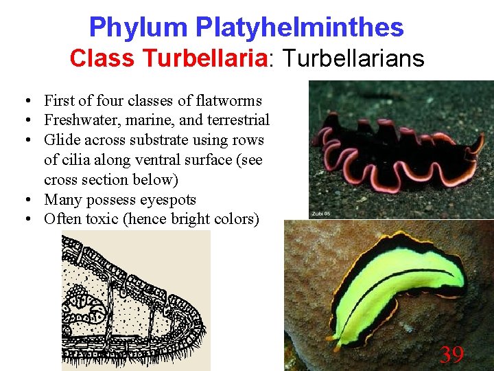 Phylum Platyhelminthes Class Turbellaria: Turbellarians • First of four classes of flatworms • Freshwater,