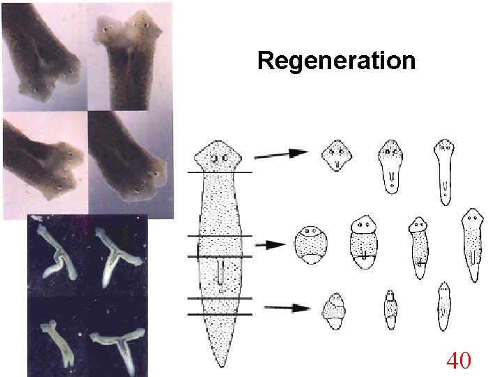 Regeneration 40 