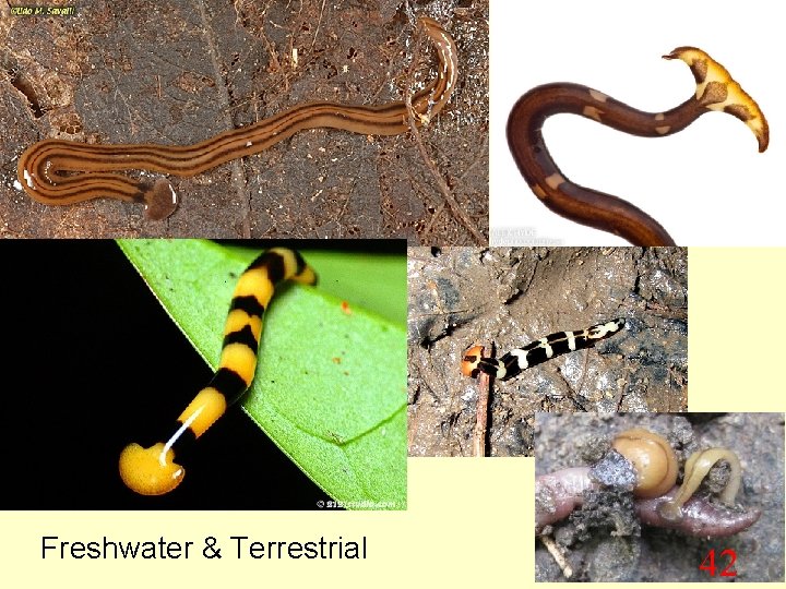 Freshwater & Terrestrial 42 