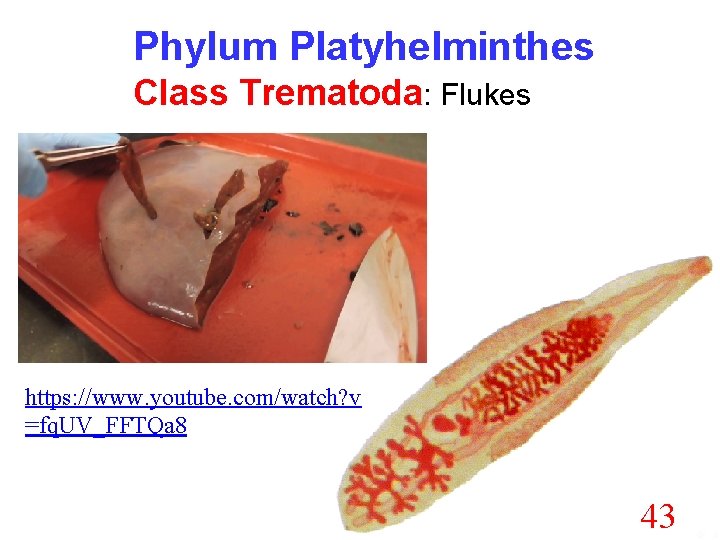 Phylum Platyhelminthes Class Trematoda: Flukes https: //www. youtube. com/watch? v =fq. UV_FFTQa 8 43