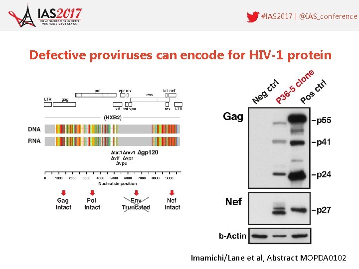 #IAS 2017 | @IAS_conference Defective proviruses can encode for HIV-1 protein Imamichi/Lane et al,