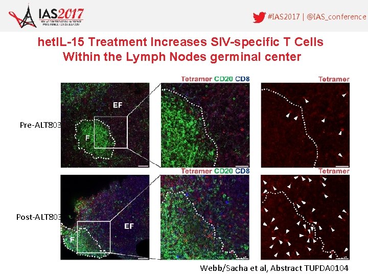 #IAS 2017 | @IAS_conference het. IL-15 Treatment Increases SIV-specific T Cells Within the Lymph