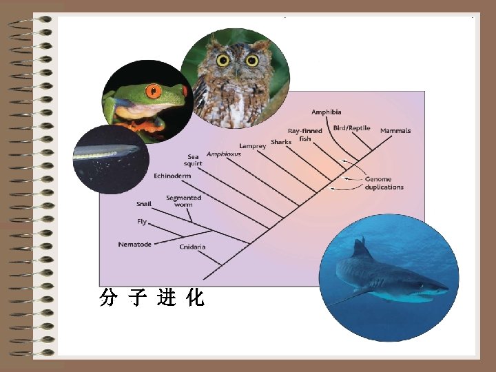 Evolution and Human Behavior Official Journal of the Human Behavior and Evolution Society 分