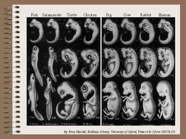 Fish Salamander Turtle Chicken Pig Cow Rabbit Human (by Ernst Haeckel, Bodleian Library, University