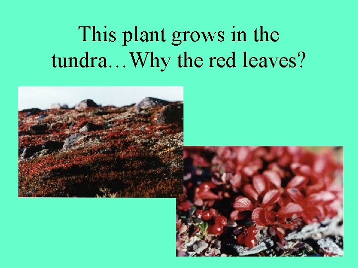 This plant grows in the tundra…Why the red leaves? 