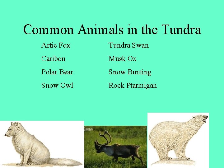 Common Animals in the Tundra Artic Fox Tundra Swan Caribou Musk Ox Polar Bear