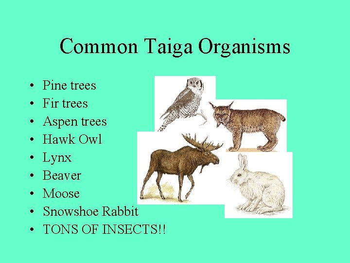 Common Taiga Organisms • • • Pine trees Fir trees Aspen trees Hawk Owl