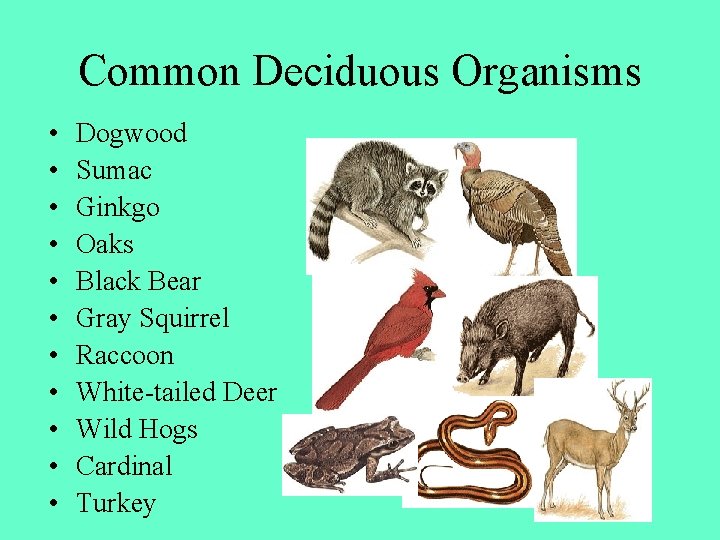 Common Deciduous Organisms • • • Dogwood Sumac Ginkgo Oaks Black Bear Gray Squirrel