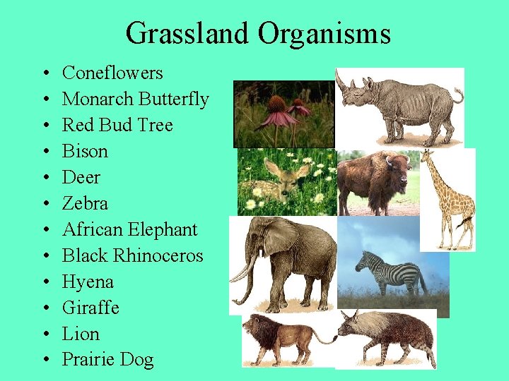 Grassland Organisms • • • Coneflowers Monarch Butterfly Red Bud Tree Bison Deer Zebra