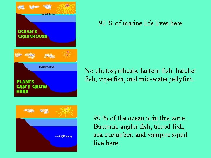 90 % of marine life lives here No photosynthesis. lantern fish, hatchet fish, viperfish,