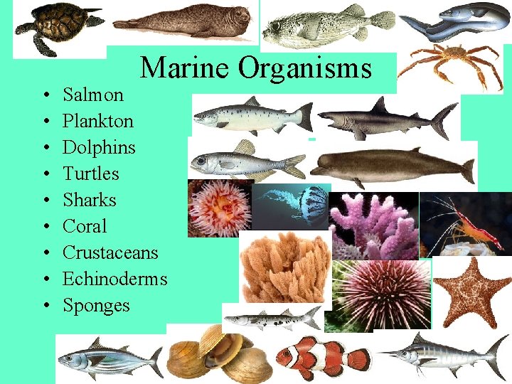  • • • Marine Organisms Salmon Plankton Dolphins Turtles Sharks Coral Crustaceans Echinoderms