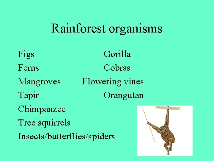 Rainforest organisms Figs Gorilla Ferns Cobras Mangroves Flowering vines Tapir Orangutan Chimpanzee Tree squirrels