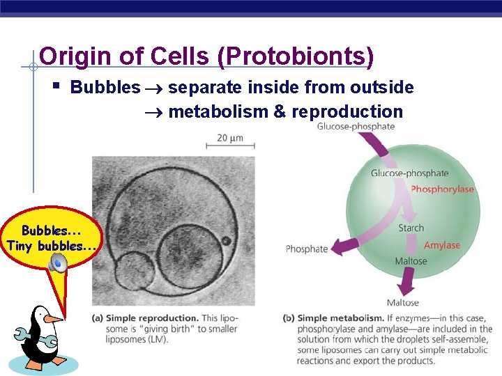 Origin of Cells (Protobionts) § Bubbles separate inside from outside metabolism & reproduction Bubbles…