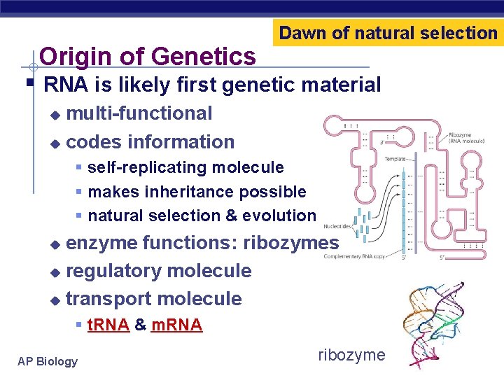 Origin of Genetics Dawn of natural selection § RNA is likely first genetic material
