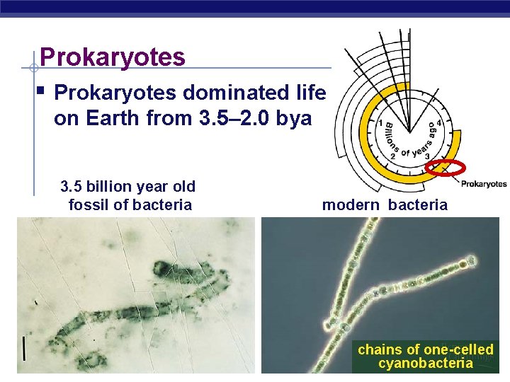 Prokaryotes § Prokaryotes dominated life on Earth from 3. 5– 2. 0 bya 3.
