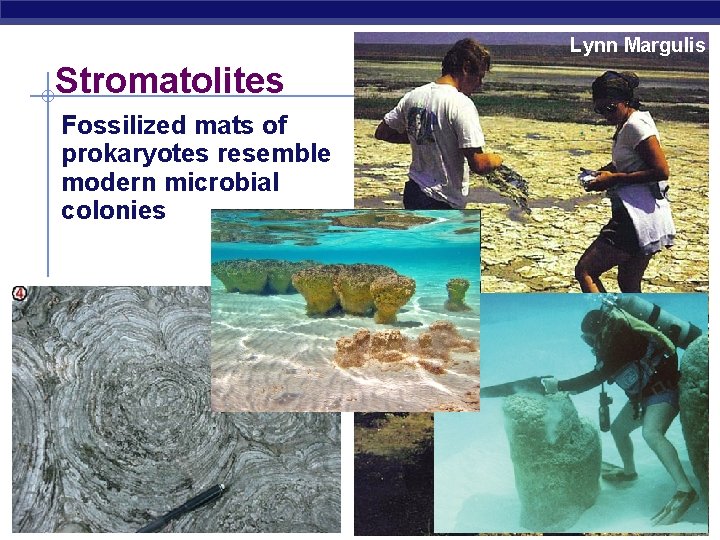 Lynn Margulis Stromatolites Fossilized mats of prokaryotes resemble modern microbial colonies AP Biology 