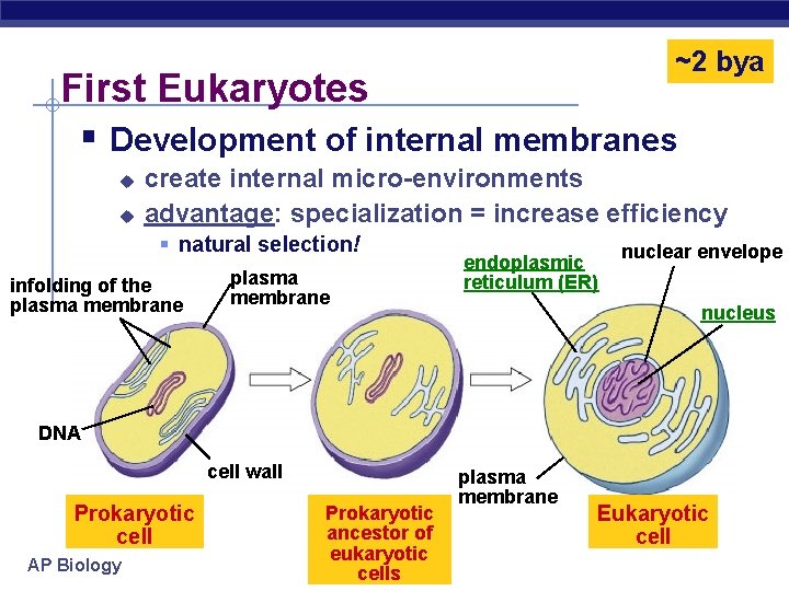 ~2 bya First Eukaryotes § Development of internal membranes u u create internal micro-environments