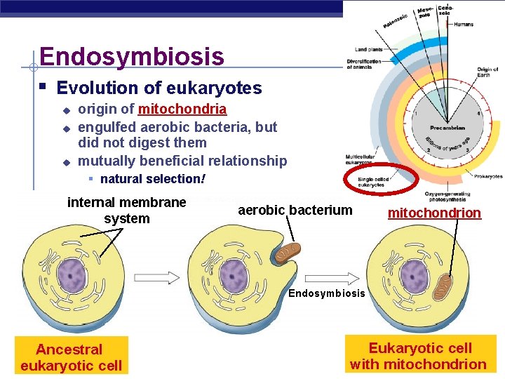 Endosymbiosis § Evolution of eukaryotes u u u origin of mitochondria engulfed aerobic bacteria,