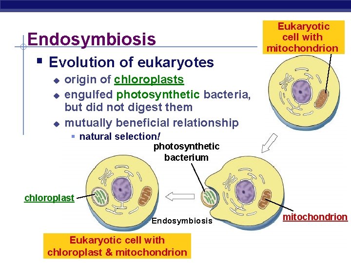 Endosymbiosis § Evolution of eukaryotes u u u Eukaryotic cell with mitochondrion origin of
