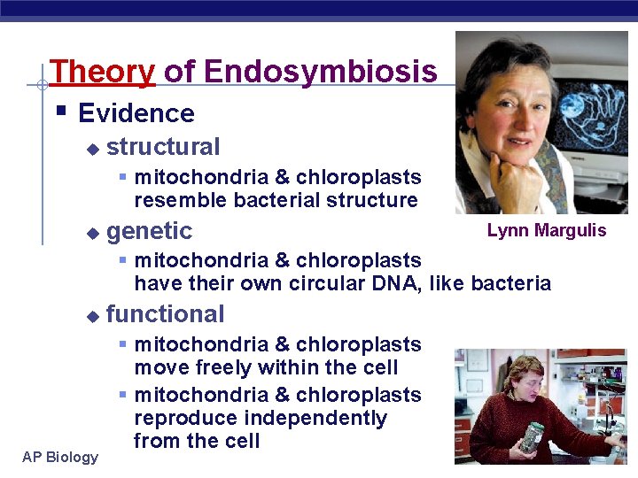 Theory of Endosymbiosis § Evidence u structural § mitochondria & chloroplasts resemble bacterial structure
