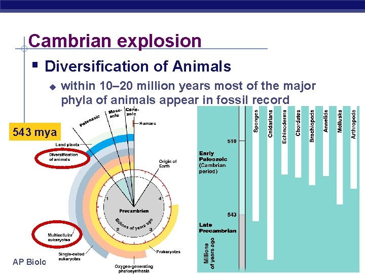 Cambrian explosion § Diversification of Animals u 543 mya AP Biology within 10– 20