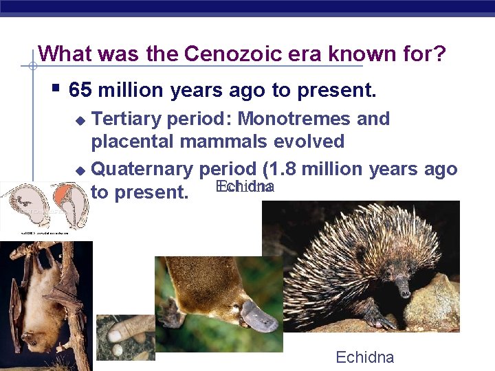 What was the Cenozoic era known for? § 65 million years ago to present.