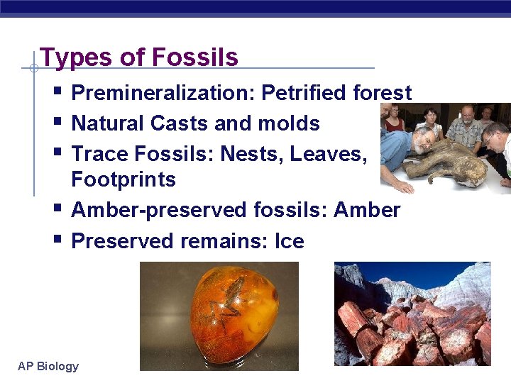 Types of Fossils § Premineralization: Petrified forest § Natural Casts and molds § Trace
