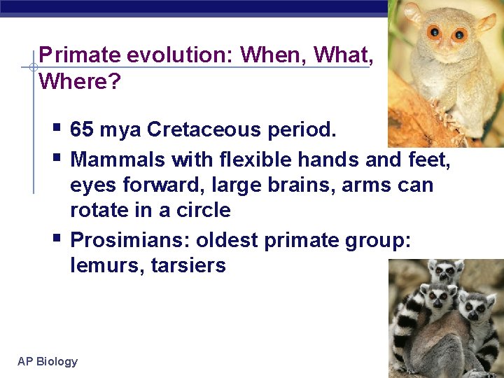 Primate evolution: When, What, Where? § 65 mya Cretaceous period. § Mammals with flexible