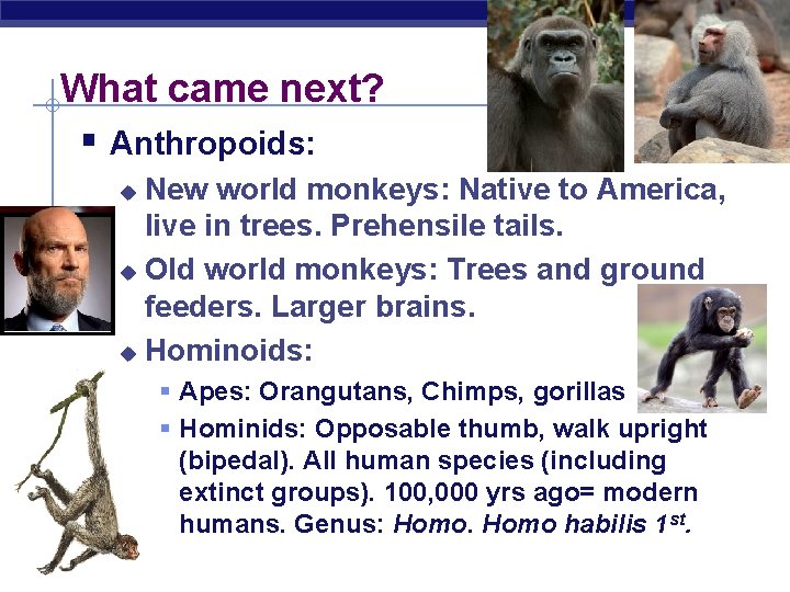 What came next? § Anthropoids: New world monkeys: Native to America, live in trees.
