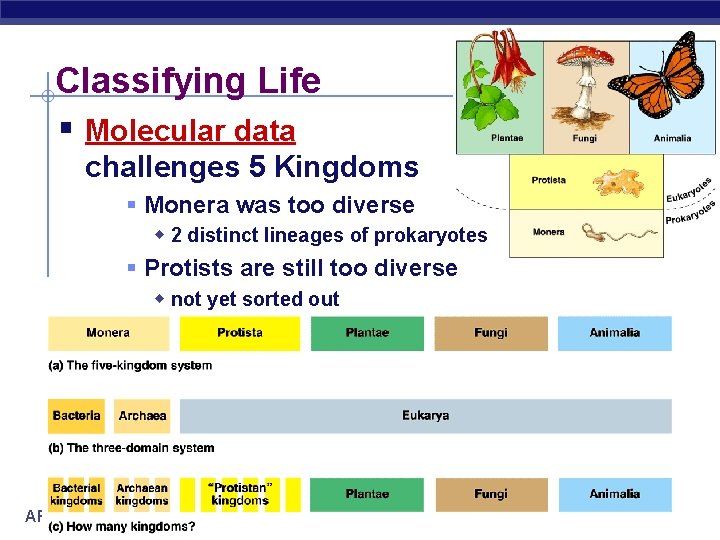 Classifying Life § Molecular data challenges 5 Kingdoms § Monera was too diverse w