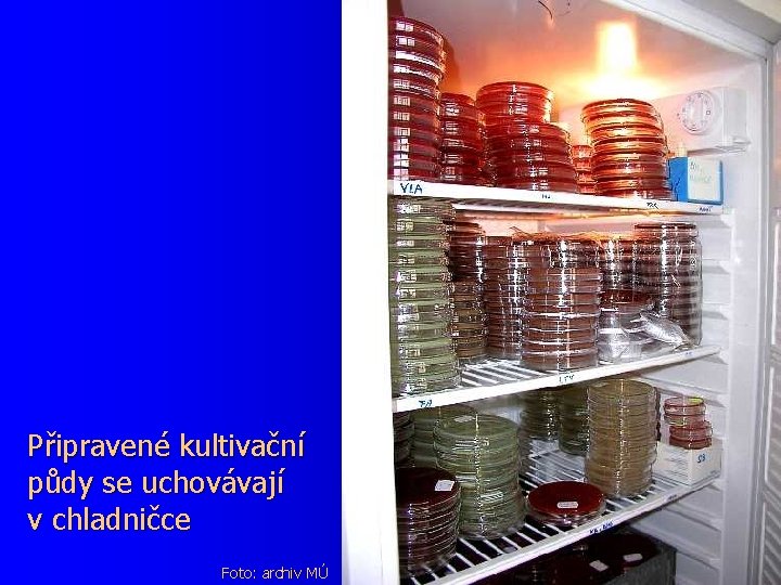 Připravené kultivační půdy se uchovávají v chladničce Foto: archiv MÚ 