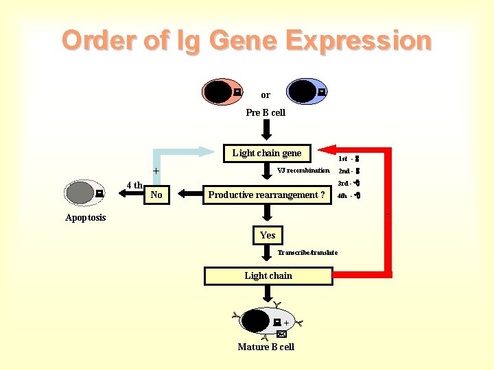 Order of Ig Gene Expression or Pre B cell Light chain gene + 4