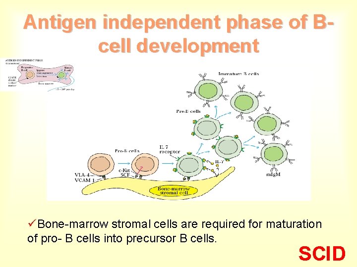 Antigen independent phase of Bcell development üBone-marrow stromal cells are required for maturation of