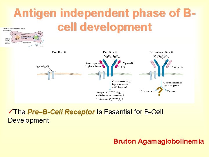 Antigen independent phase of Bcell development ? üThe Pre–B-Cell Receptor Is Essential for B-Cell