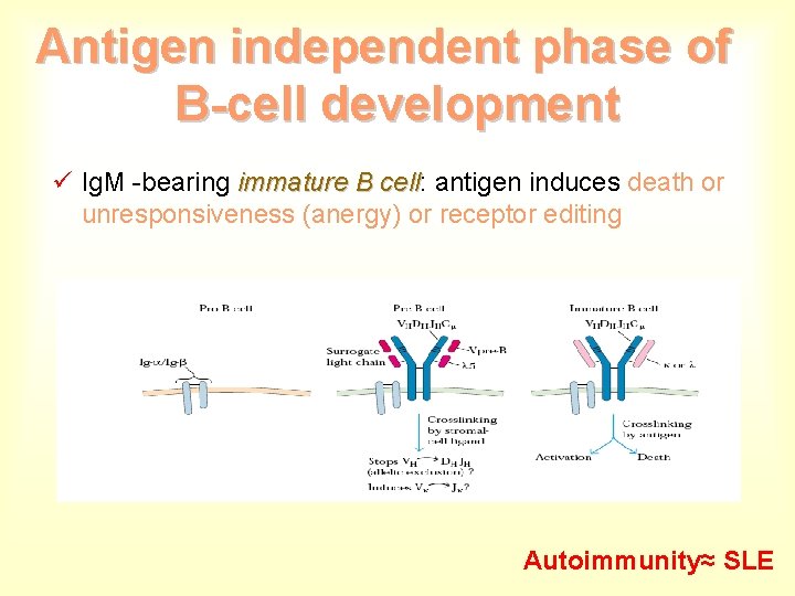 Antigen independent phase of B-cell development ü Ig. M -bearing immature B cell: cell