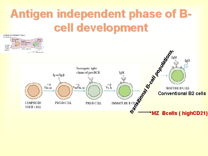 Conventional B 2 cells tra ns itio na l. B -ce ll p op