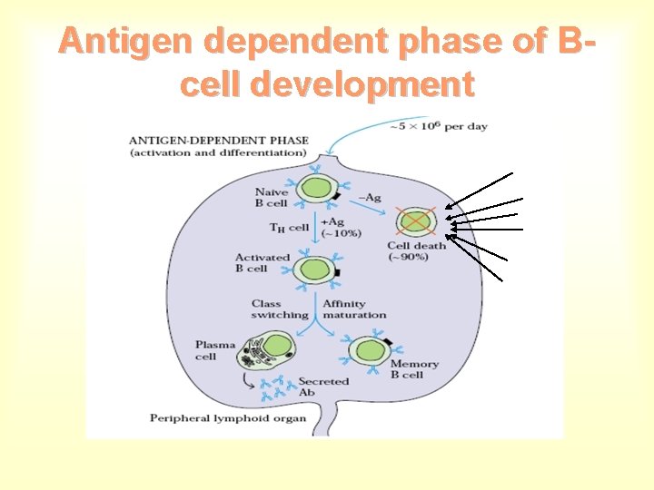 Antigen dependent phase of Bcell development 