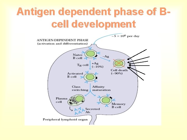 Antigen dependent phase of Bcell development 