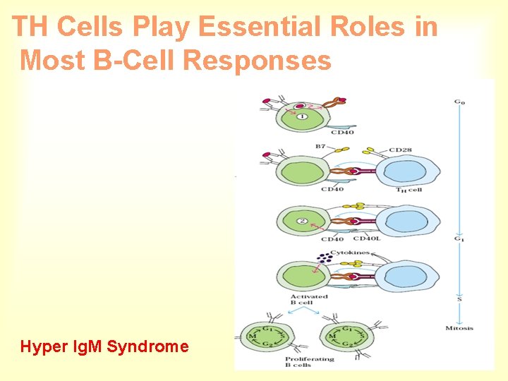 TH Cells Play Essential Roles in Most B-Cell Responses Hyper Ig. M Syndrome 