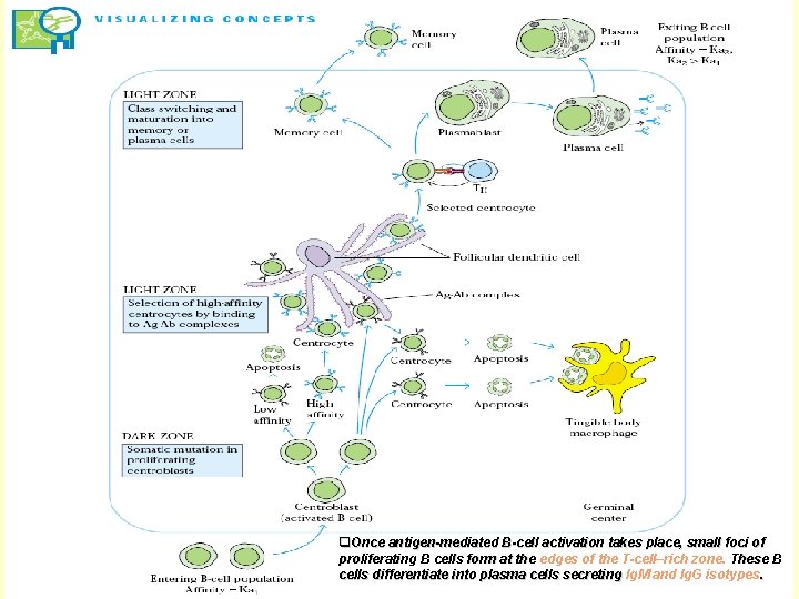 q. Once antigen-mediated B-cell activation takes place, small foci of proliferating B cells form