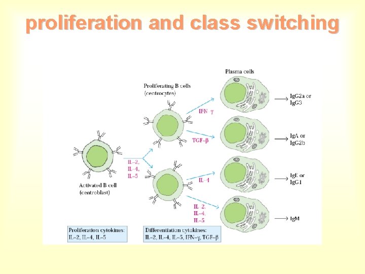 proliferation and class switching 