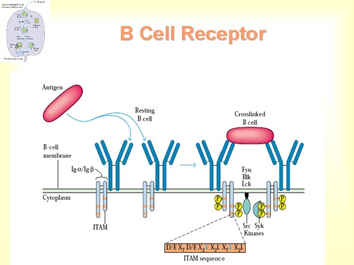 B Cell Receptor 