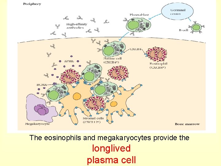 The eosinophils and megakaryocytes provide the longlived plasma cell 