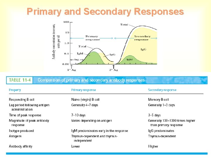 Primary and Secondary Responses 