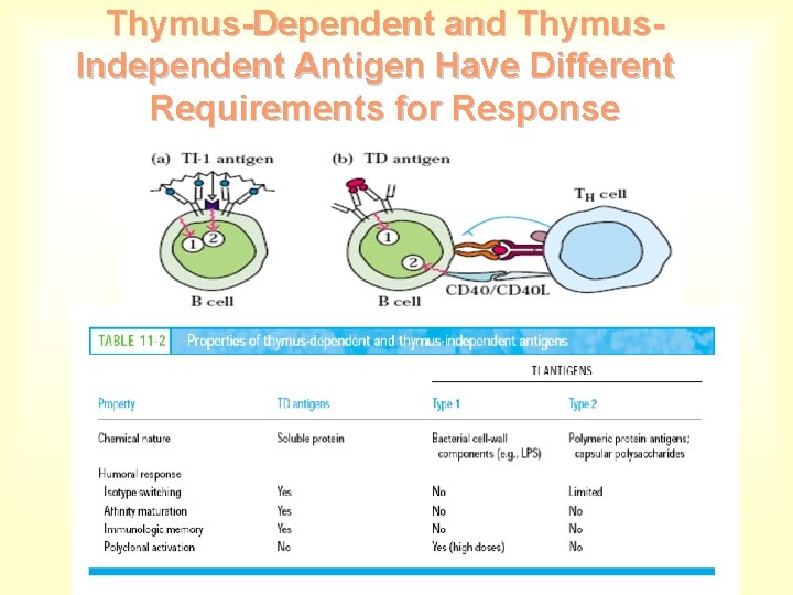 Thymus-Dependent and Thymus. Independent Antigen Have Different Requirements for Response 