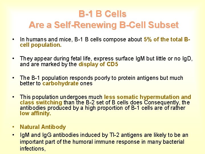 B-1 B Cells Are a Self-Renewing B-Cell Subset • In humans and mice, B-1