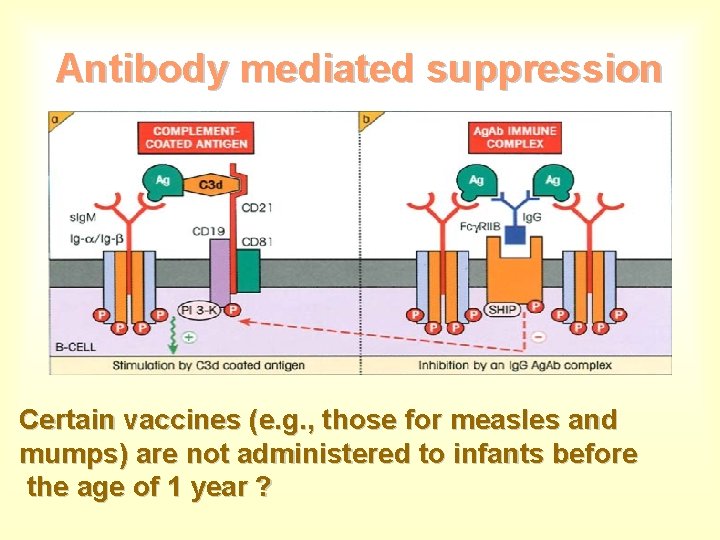 Antibody mediated suppression Certain vaccines (e. g. , those for measles and mumps) are