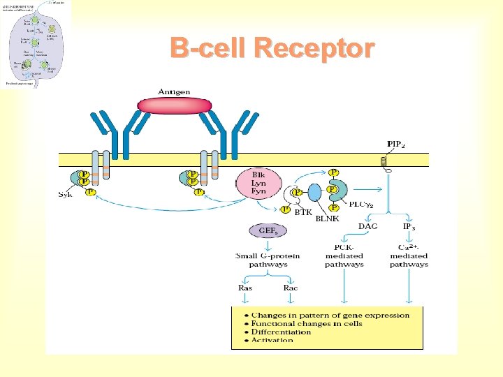 B-cell Receptor 